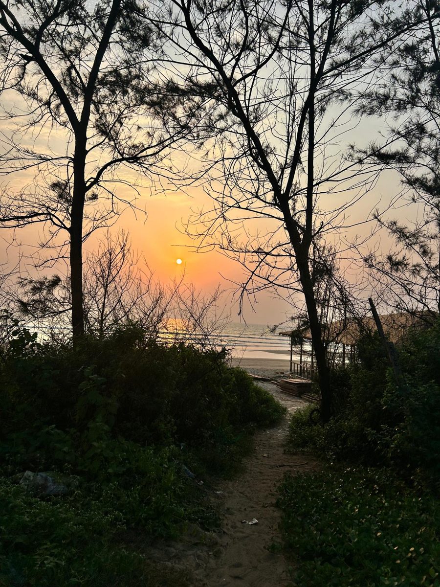 A sandy path through trees leading down to the sea at sunset