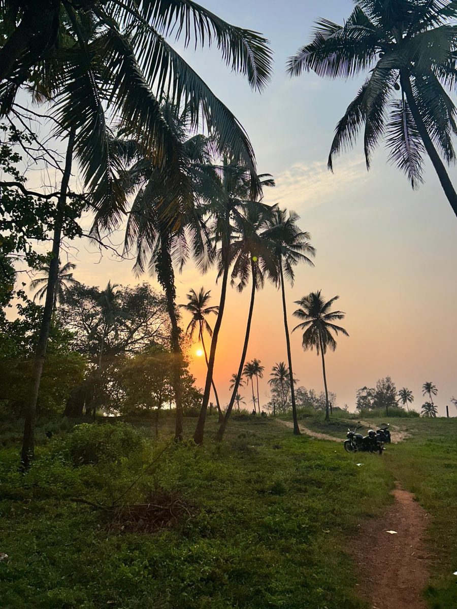 Coconut palms silhouetted against an orange sunset in Arambol
