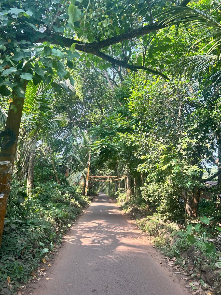 A shaded, tree-lined road in Arambol